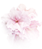 Aroma-Körperpflege - Kirschblüte & Lotus